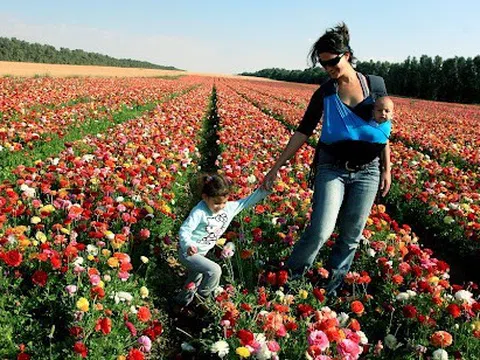 Kibbutz và Moshav: Những mô hình làm nên kỳ tích nông nghiệp và phát triển nông thôn ở Israel