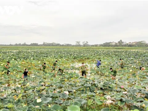 Công an huyện Ứng Hòa lội đầm hỗ trợ bà con thu hoạch sen