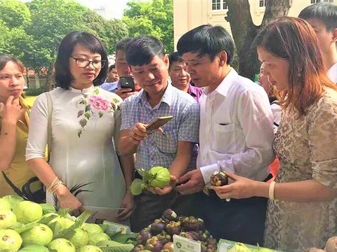 HTX Nông nghiệp Khánh Phong sản xuất sạch, ứng dụng công nghệ tạo giá trị khác biệt cho cây ăn quả