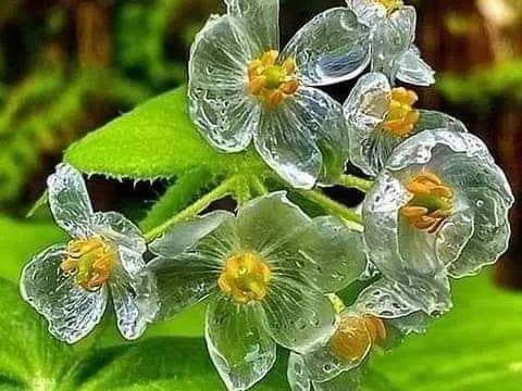 Cây hoa Diphylleia Grayi