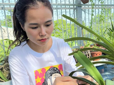Kinh nghiệm phát triển hoa lan của Thái Lan và bài học cho Chương trình phát triển hoa lan của Thành phố Hồ Chí Minh