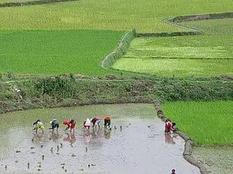 Hạt gạo quê