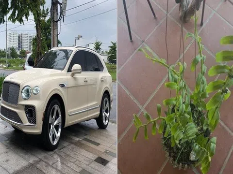 Đổi siêu xe Bentley Bentayga 21 tỉ đồng lấy 2 cây lan đột biến ở Đà Nẵng