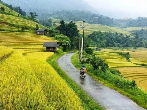 Đánh chim