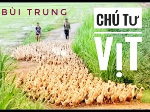 Chú Tư vịt