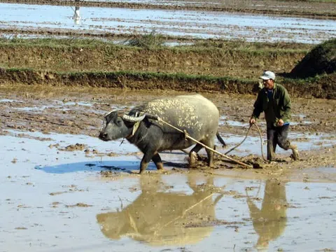 Sự tích con trâu