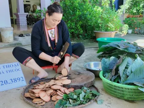 Thầy thuốc Triệu Thị Dung sở hữu bài thuốc gia truyền 4 đời dân tộc Dao