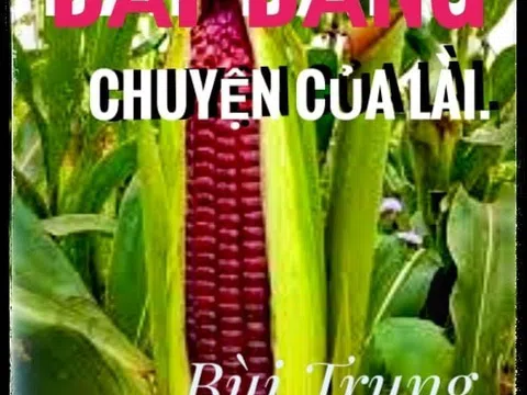 Bắp đắng - Chuyện của Lài