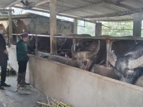 Tuyên Quang: Lâm Bình phòng, chống đói, rét cho gia súc
