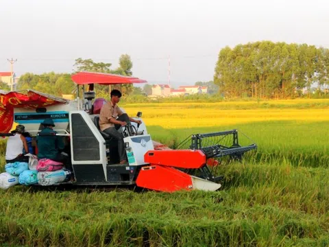 Nhọc nhằn hạt gạo