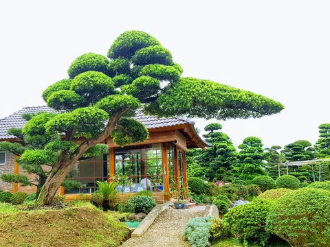 Những lý do Tùng La Hán luôn được chọn khi xây dựng không gian vườn Nhật