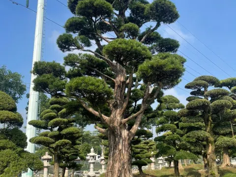 Bì quyết lựa chọn cây Tùng La Hán Nhật Bản đẹp