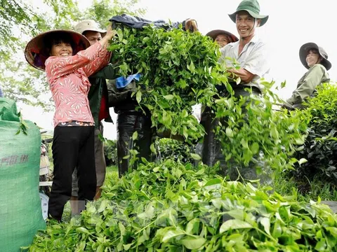 Ngành chè Việt Nam trên bản đồ thế giới: Tham vọng vươn tầm hay mãi ở "chiếu dưới"?
