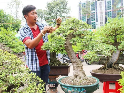 Thú chơi cây cảnh: Từ truyền thống đến giải pháp phát triển bền vững