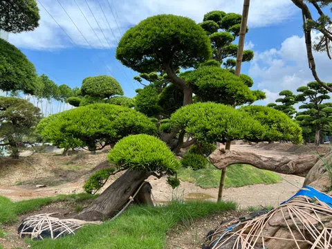 Cùng Vườn Nhật Thanh Tùng Cát Tường tìm hiểu về giá trị cốt lõi của cây Tùng La Hán