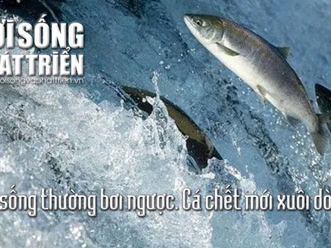 Mỗi ngày một câu Danh ngôn, Thành ngữ: Cá sống thường bơi ngược, cá chết mới xuôi dòng