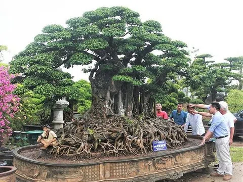 Phát triển hoa cây cảnh gắn với nông thôn mới, nông nghiệp đô thị