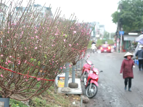 Sắc hồng đào Nhật Tân “gọi” Tết về phố