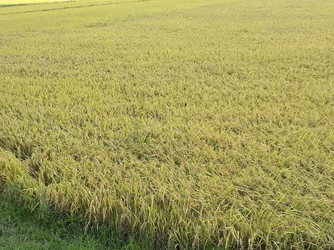 Giá lúa gạo hôm nay ngày 7/10: Giá lúa gạo đi ngang