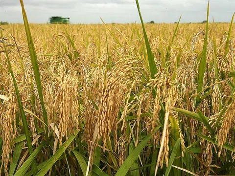 Giá lúa gạo ngày 12/10: Duy trì ổn định