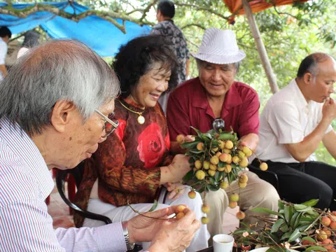 Chuyện về 4 cây vải tổ