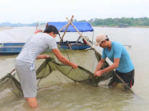 Phú Thọ: Độc đáo nghề đánh cá bống trên sông Lô