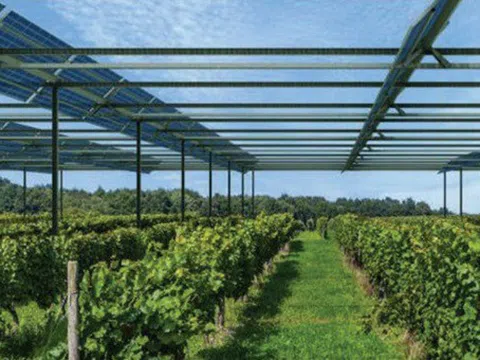 Kết hợp điện mặt trời trong sản xuất nông nghiệp: Giải pháp phát triển năng lượng bền vững