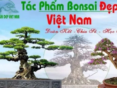 Group Tác phẩm Bonsai đẹp Việt Nam được đề cử vinh danh Cup Vàng tại Thủ đô