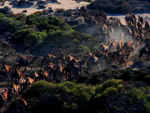 Vì sao Australia phải bắn chết 10.000 lạc đà?