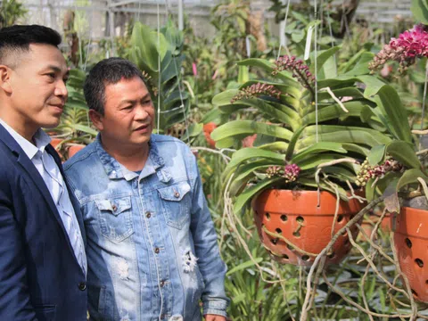 Vườn lan Tấn Phong một địa chỉ cung cấp hoa lan Tết uy tín tại Hà Nội