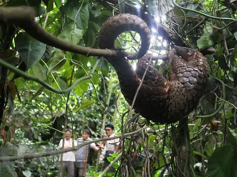 Nỗ lực bảo vệ động vật hoang dã tại Việt Nam