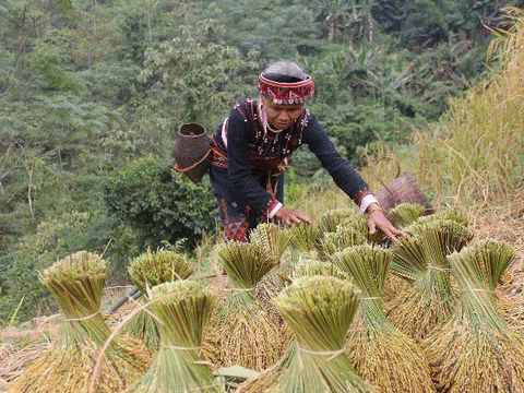 Người Xá Phó “rước hồn mẹ lúa”