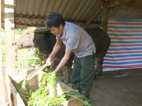 Tuyên Quang: Na Hang phòng chống đói, rét cho đàn gia súc
