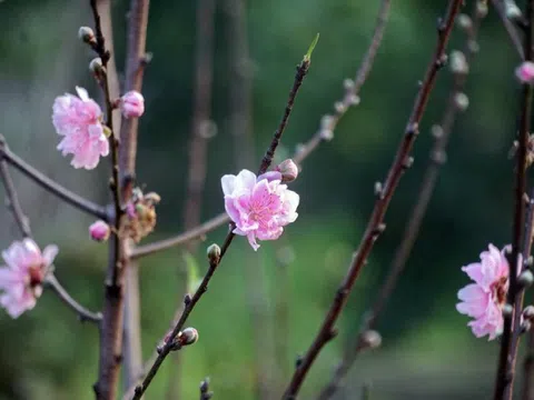 Nhớ nắng