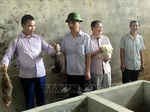 Quảng Trị: Nghề nuôi dúi giúp bà con huyện vùng cao Đakrông tăng thu nhập