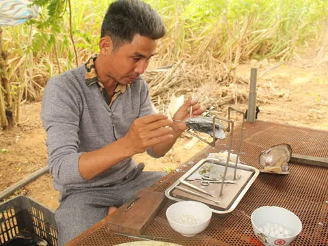 Đắk Lắk: Nuôi cấy thành công ngọc trai nước ngọt ở M'Đrắk