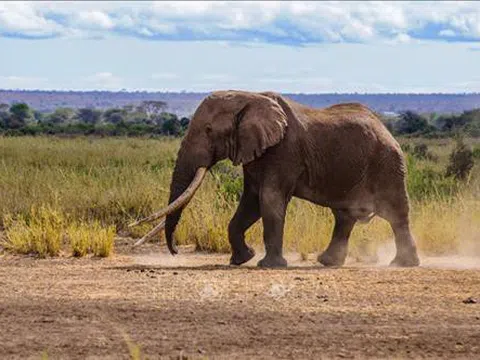 Một trong những con voi ngà dài cuối cùng của châu Phi qua đời