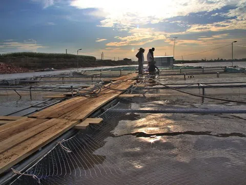 Hải Dương: Làng nghề nuôi cá lồng trên sông Kinh Thầy