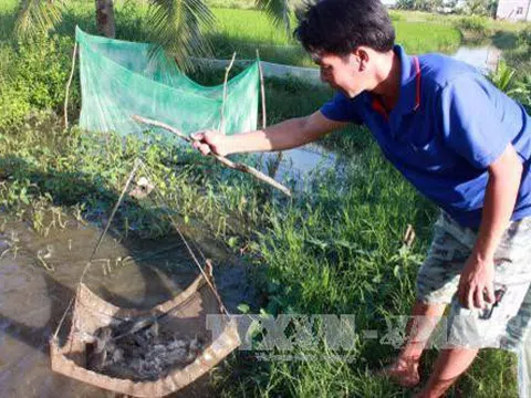 Kiên Giang khôi phục nguồn lợi cá đồng vùng U Minh Thượng