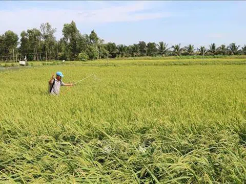 Quảng Trị: Nhân rộng mô hình sản xuất lúa thích ứng với biến đổi khí hậu