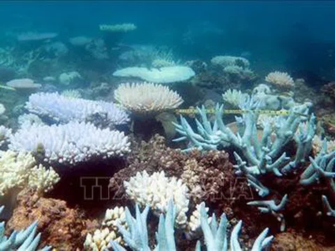 Rạn san hô lớn nhất thế giới trải qua đợt tẩy trắng nghiêm trọng nhất trong lịch sử
