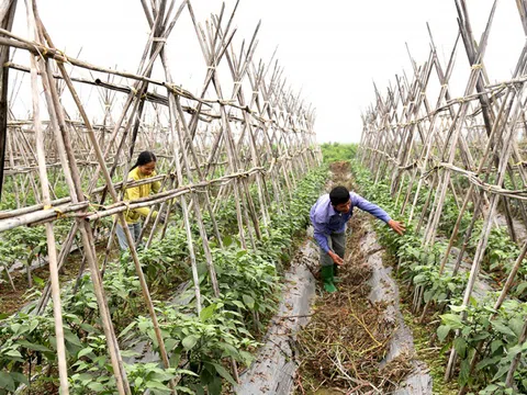 Phú Thọ: Khuyến khích phát triển nông nghiệp theo hướng hàng hóa