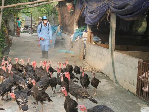 Hưng Yên: Tăng cường phòng chống dịch bệnh gia súc, gia cầm trước đại dịch Covid-19