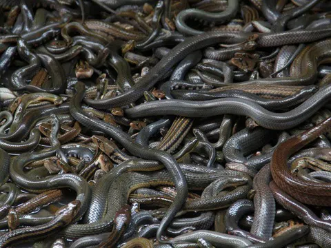 Bạn biết gì về "Đảo chết" - nơi cư ngụ của gần 400.000 con rắn độc