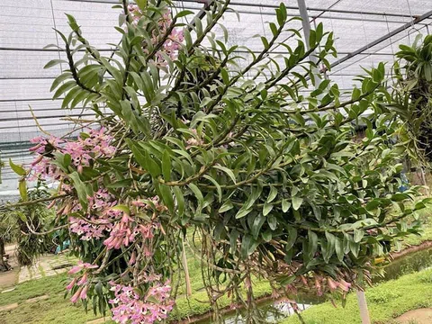 Mỗi ngày một loại Phong lan: Hoàng Thảo Xoắn, Dendrobium tortile Lindl