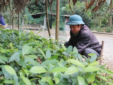 Cao Bằng: Làm giàu từ mô hình kinh tế vườn, rừng