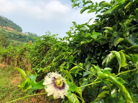 Vĩnh Phúc: Phát triển cây ăn quả và dược liệu tại núi Đinh, núi Đúng