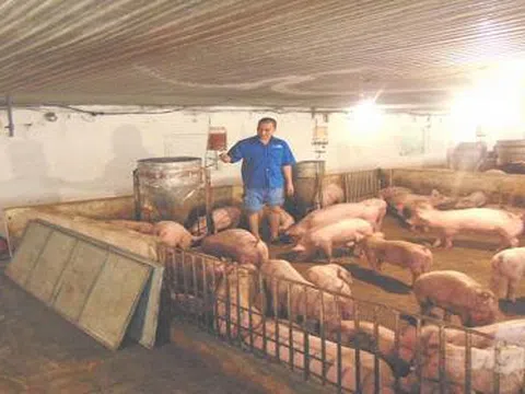 Thái Nguyên: Nuôi lợn hữu cơ đảm bảo an toàn dịch bệnh