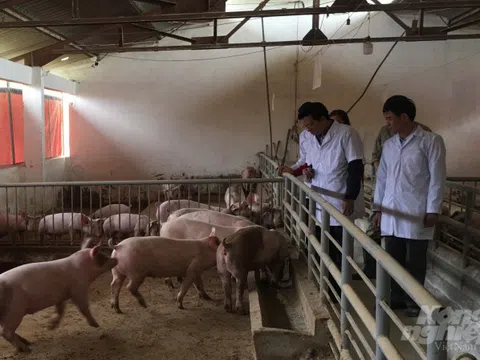 Thái Nguyên: Mở rộng quy mô chăn nuôi lợn hữu cơ