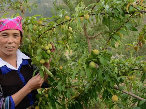 Đưa tập đoàn cây ăn quả ôn đới lên vùng cao Yên Bái